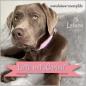 Preview: Hund Lotte mit Halsband CORINA