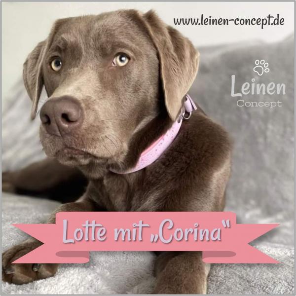 Hund Lotte mit Halsband CORINA